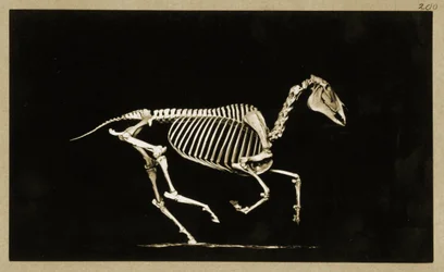 Skelett eines laufenden Pferdes